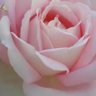 - - Trandafiri - Myriam™ - 